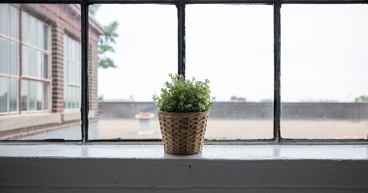 A bright room with several leafy green houseplants on shelves and the floor