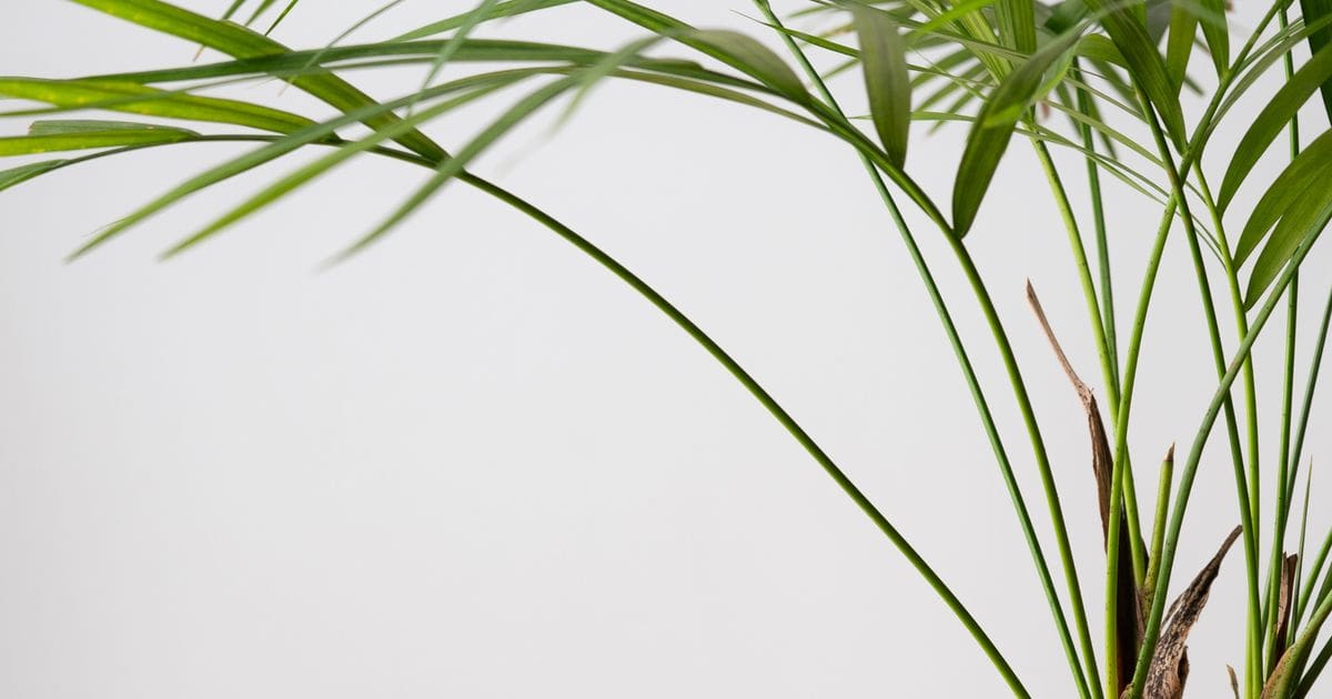 areca palm care