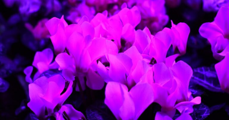 Houseplants glowing under a purple LED grow light
