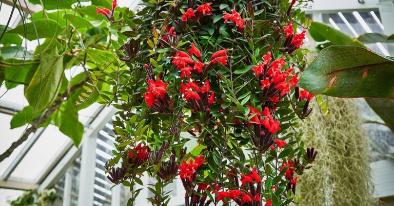 A trailing plant with red flowers hanging in a bright greenhouse