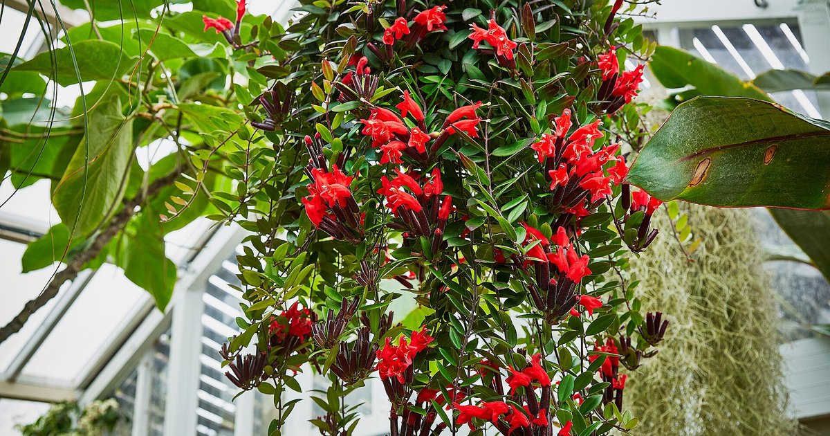A trailing plant with red flowers hanging in a bright greenhouse