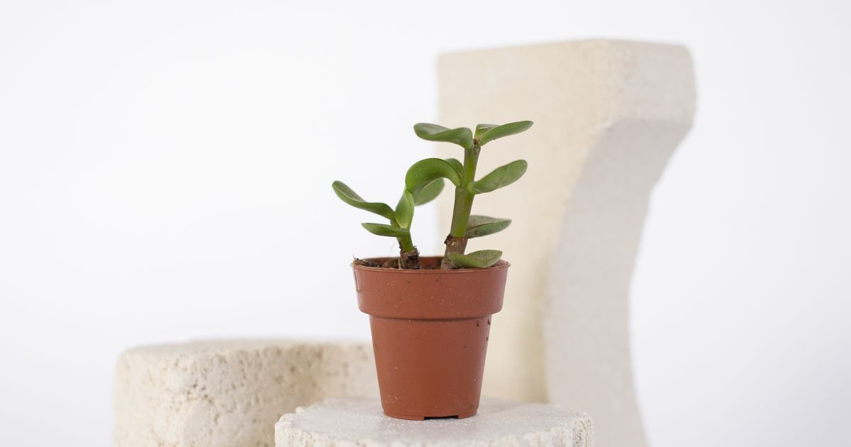 jade plant toxic to cats