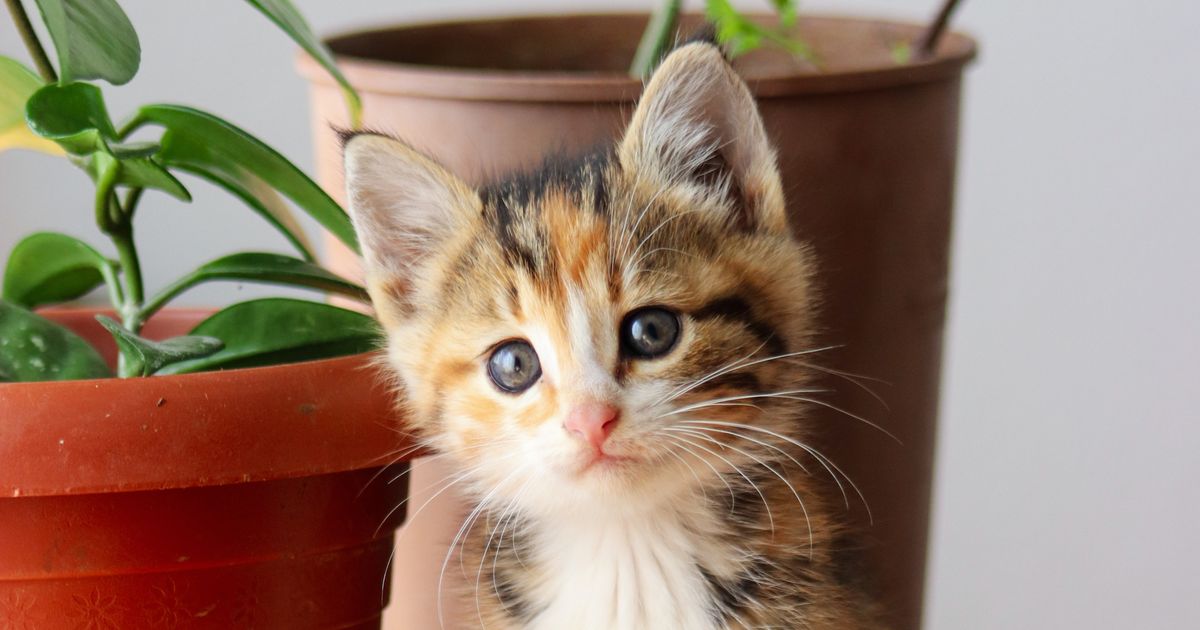 keep cats away from plants
