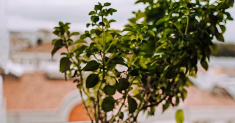 self-watering planters