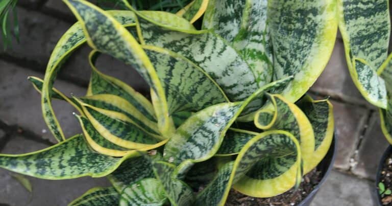 A tall snake plant with stiff upright green and yellow leaves in a pot