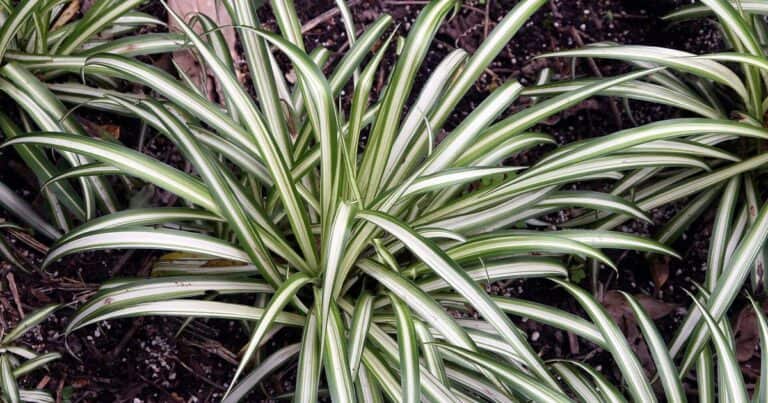 A green and white striped spider plant growing in a full clump