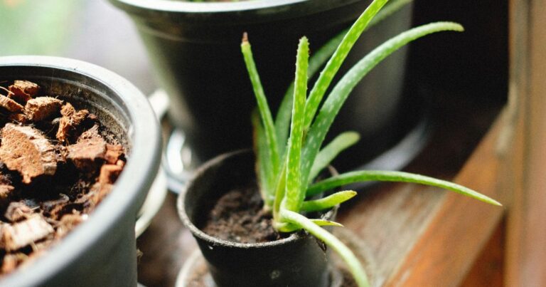 is aloe vera toxic to dogs