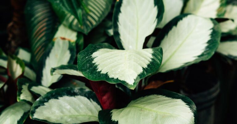 pet safe bathroom plants for cats and dogs