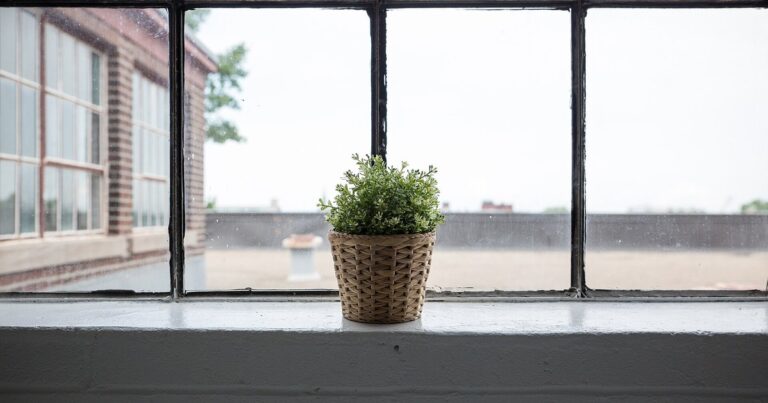pet safe bedroom plants