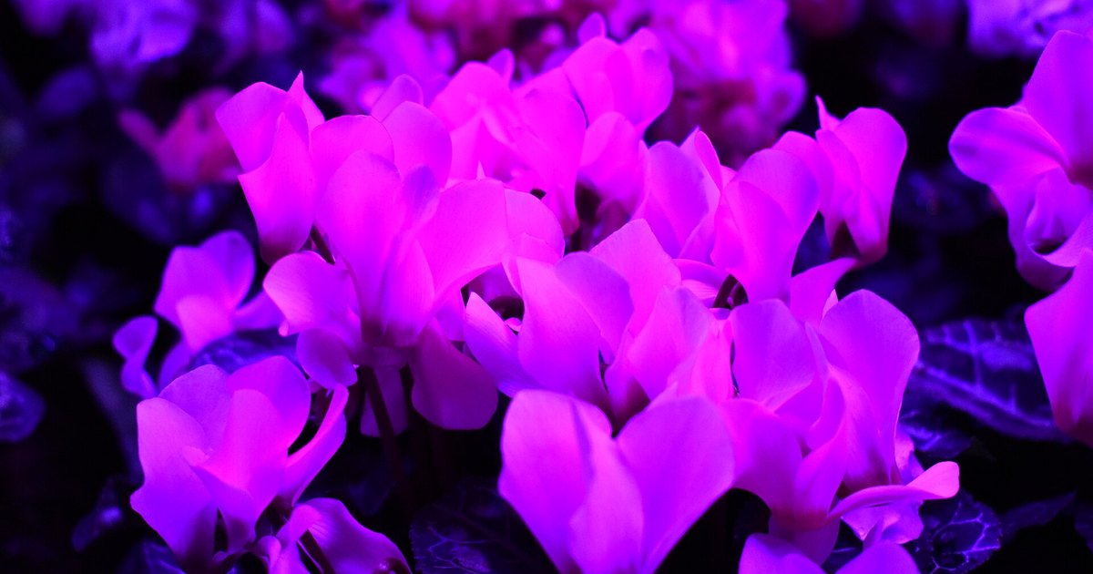how to keep houseplants alive in a dark apartment