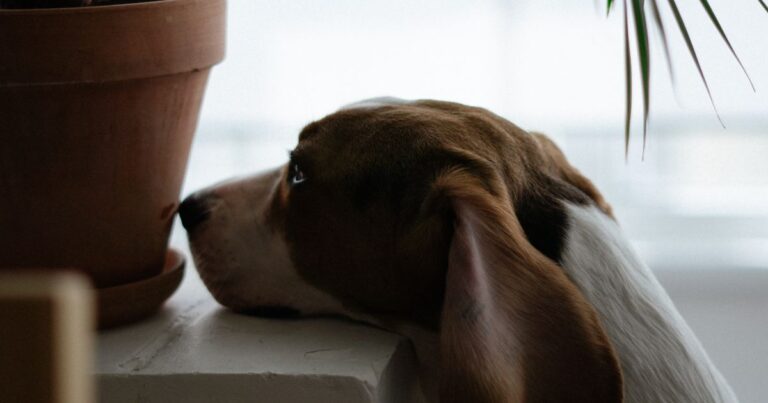signs your dog was poisoned