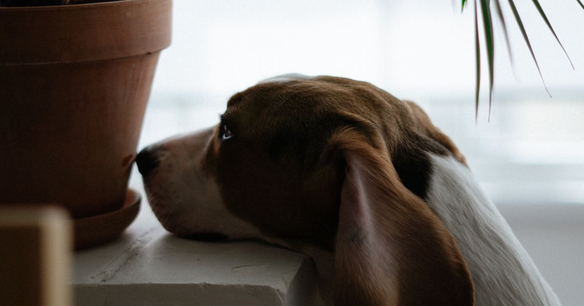 signs your dog was poisoned