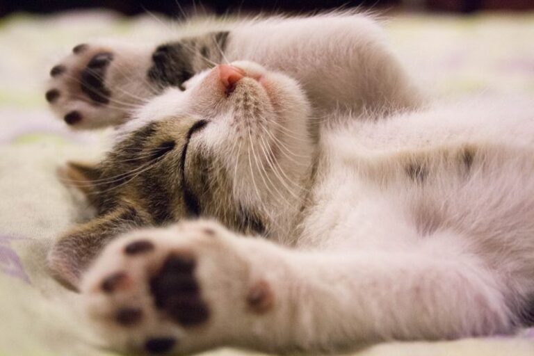 are essential oils safe for cats