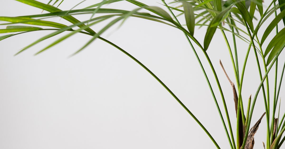 pet safe floor plants