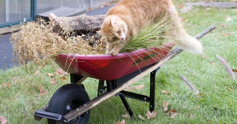 are herbs safe for cats