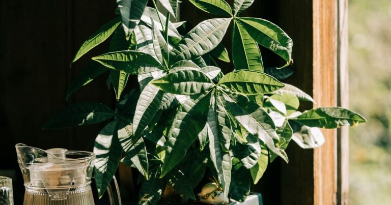 how much light do houseplants need