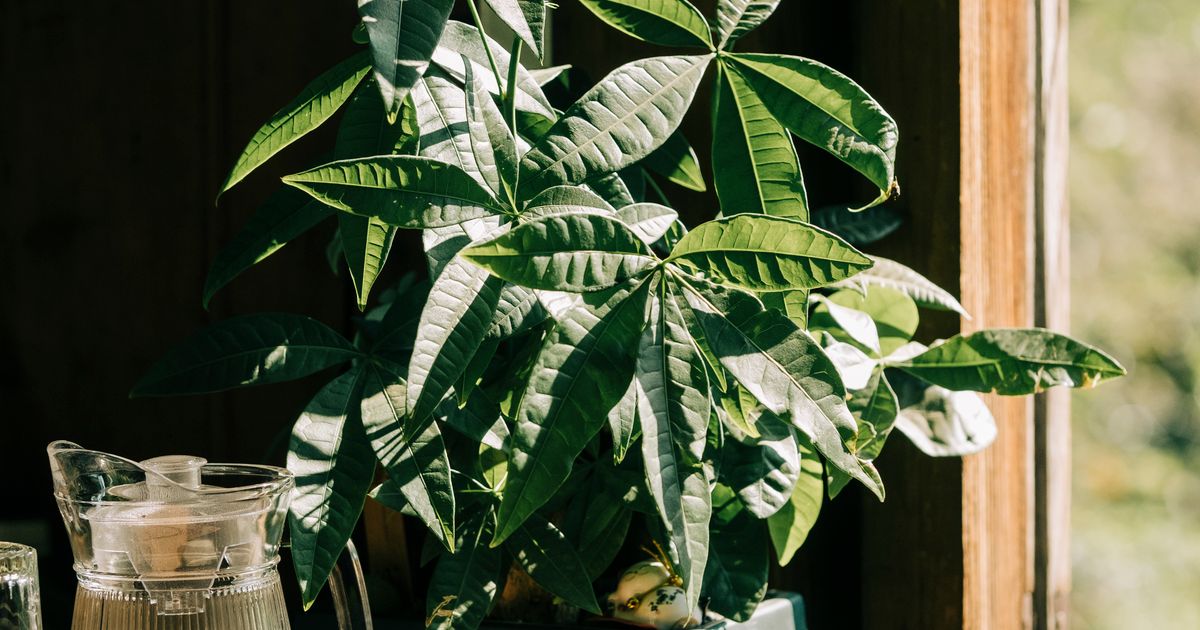 how much light do houseplants need