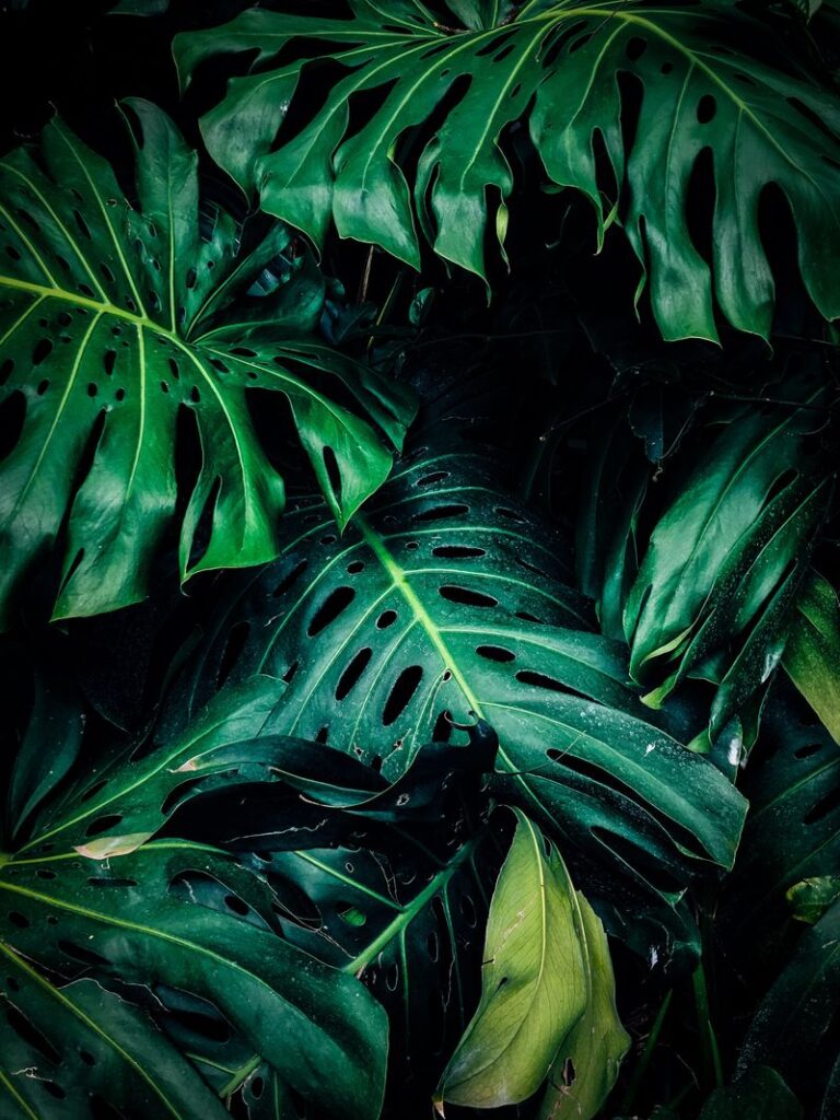 is monstera toxic to dogs