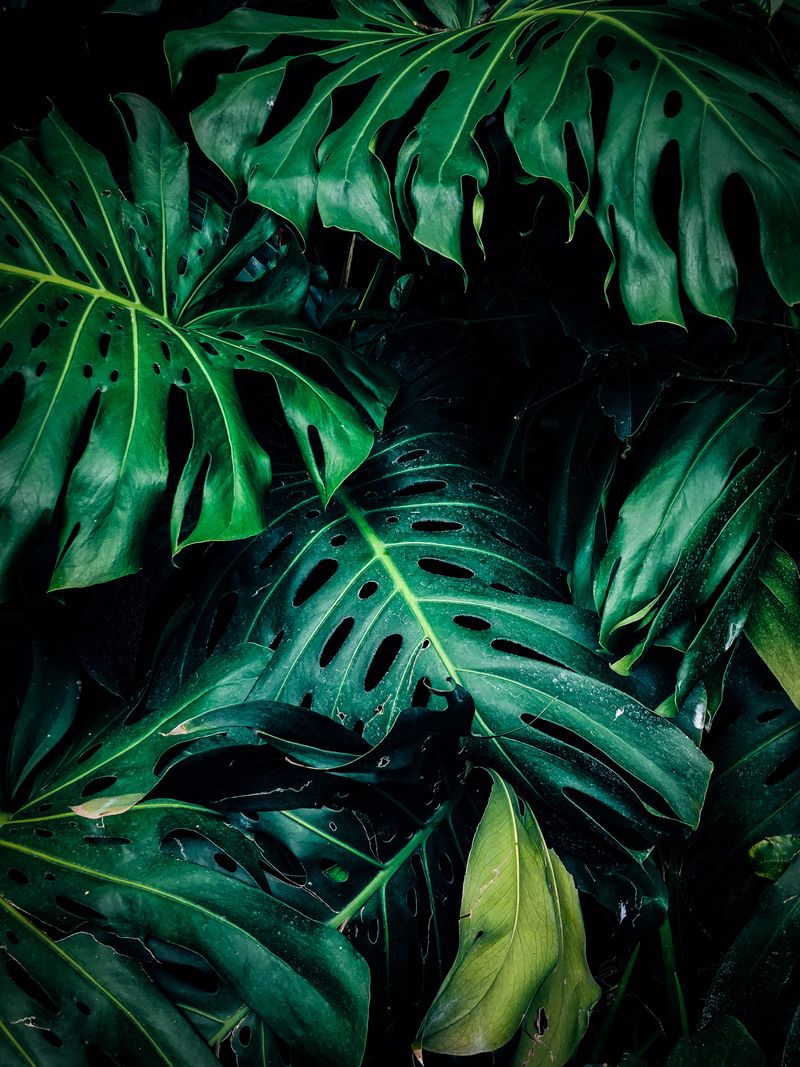 is monstera toxic to dogs