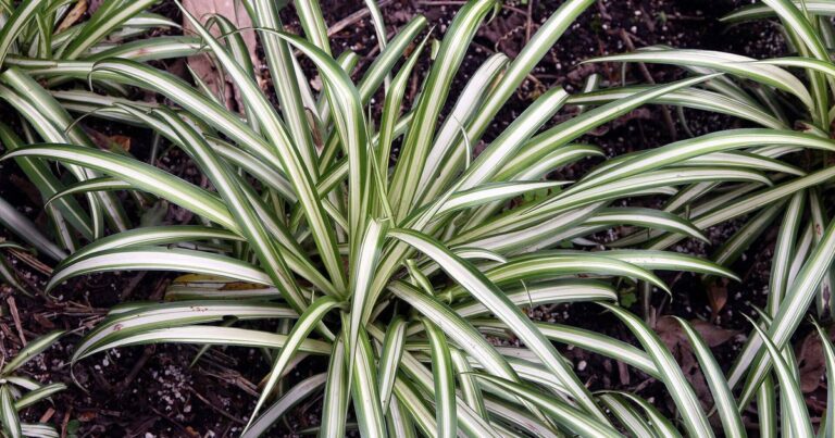 pet safe plants that grow in water