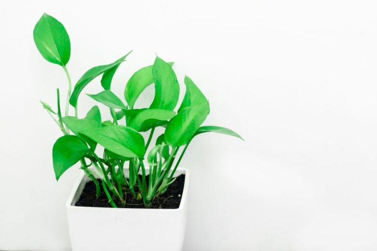 is pothos toxic to dogs