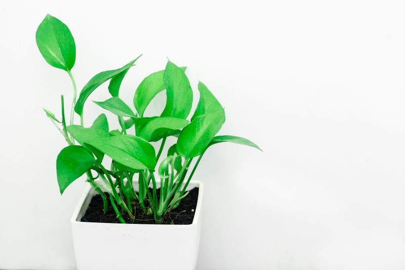 is pothos toxic to dogs
