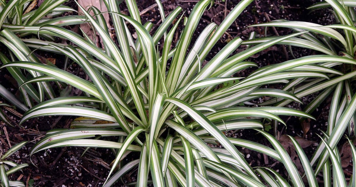how to propagate plants in water