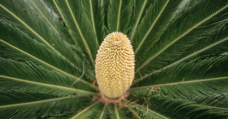 sago palm toxic to pets