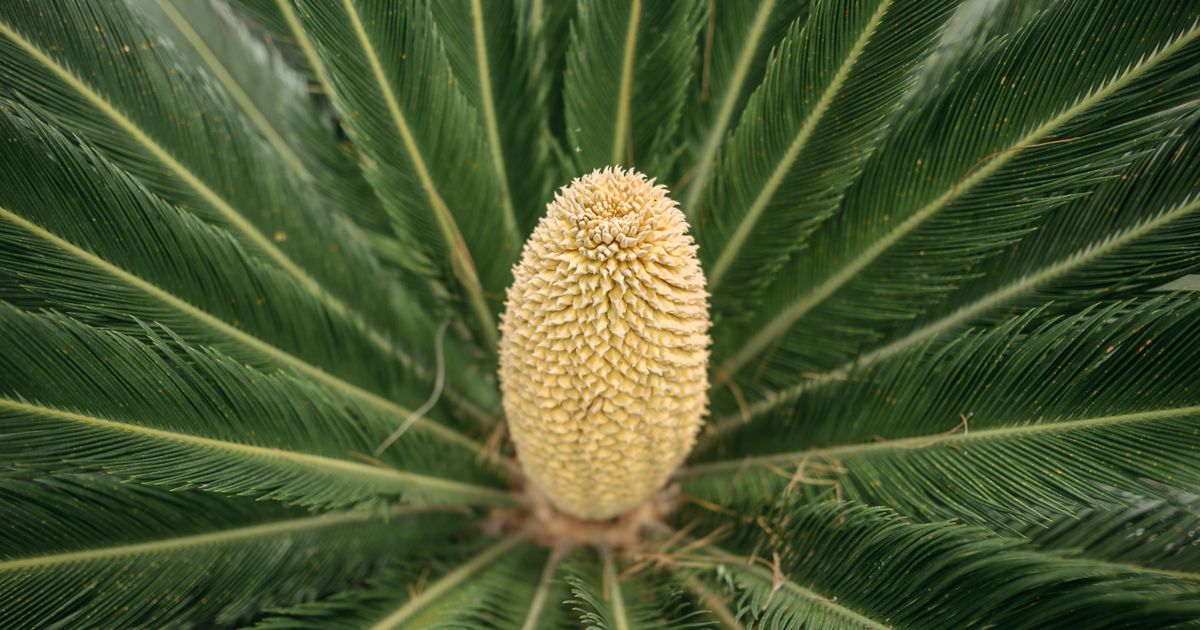 sago palm toxic to pets