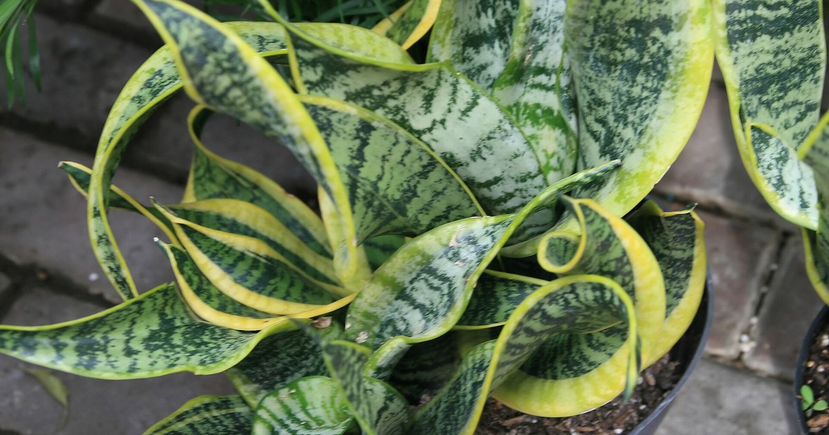 is snake plant toxic to dogs
