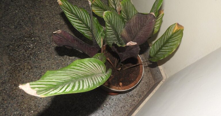 how to get rid of spider mites on houseplants pet safe