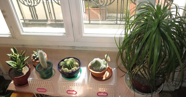 indoor plant starter kit essentials