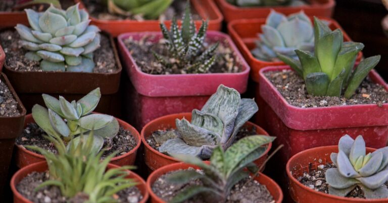 toxic succulents for dogs
