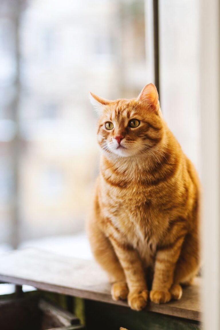 best tofu cat litter brands