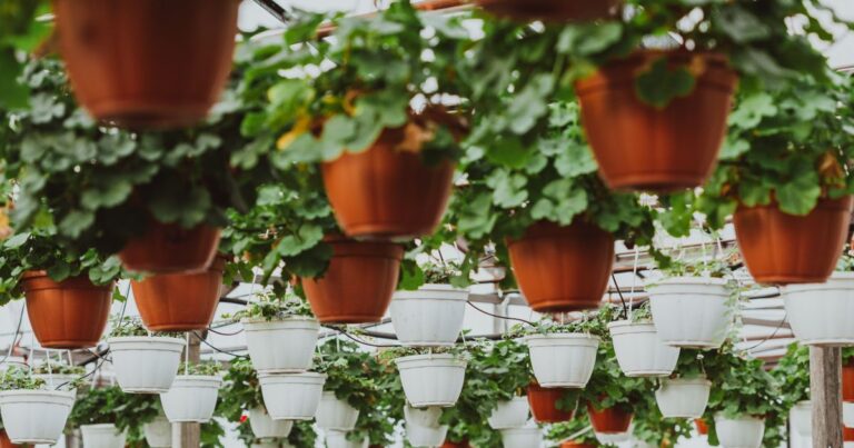 pet safe trailing plants