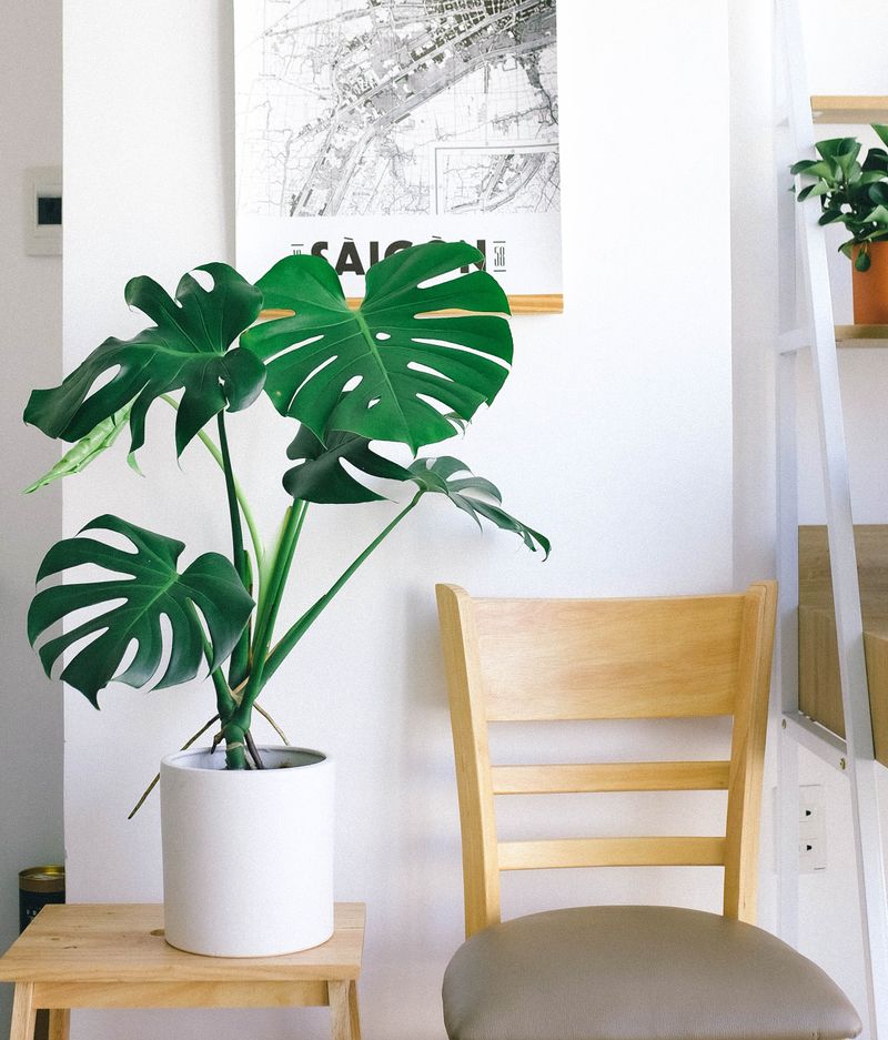 trendy plants that are toxic to cats