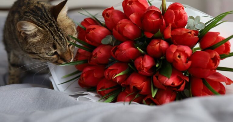 are tulips toxic to cats