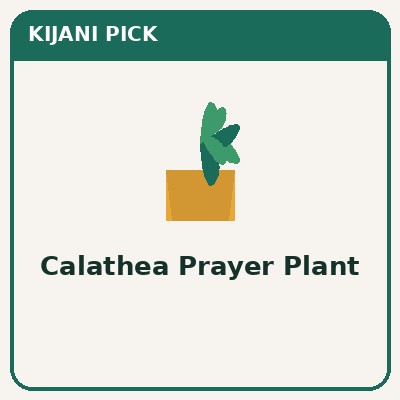 Live calathea prayer plant, pet-safe