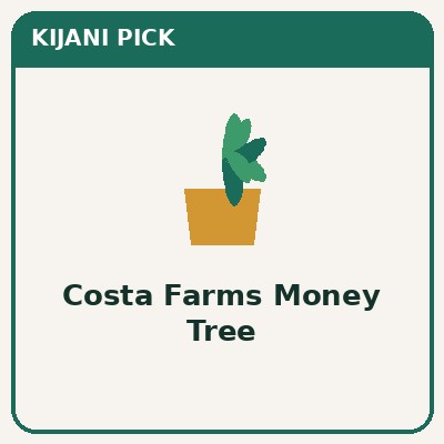 Costa Farms Money Tree live plant pet-safe