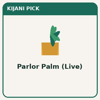 Live parlor palm — pet-safe monstera alternative