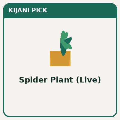 Live spider plant — easy to propagate, pet-safe